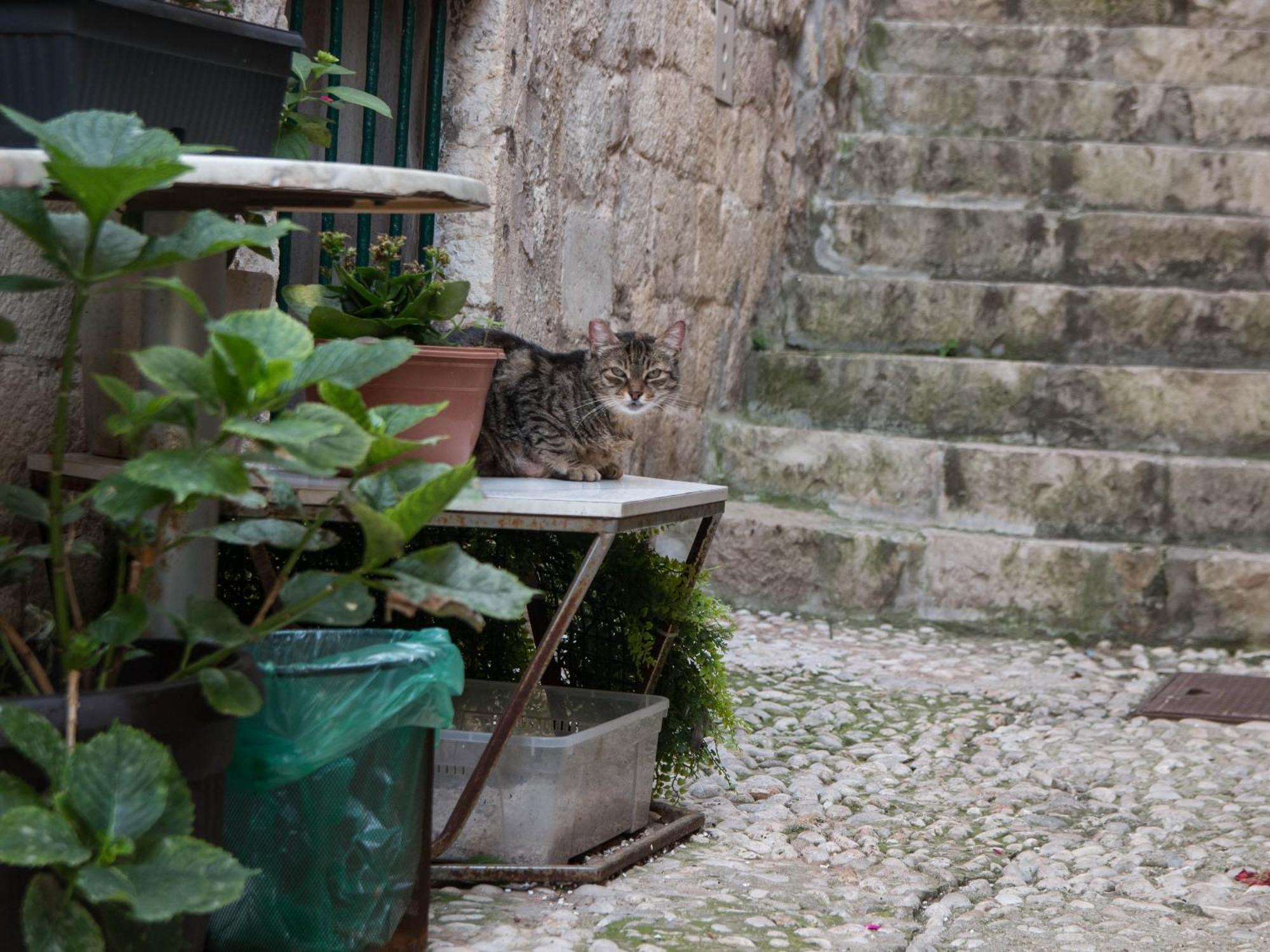 Belissima Ella Apartment Dubrovnik Bagian luar foto